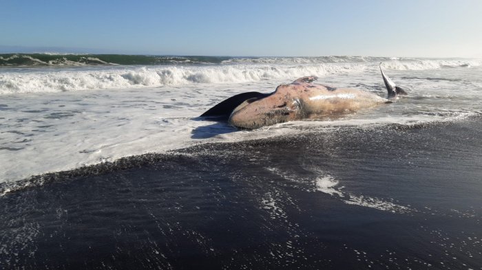 Encuentran ballena fallecida en la costa de Constitución: Sernapesca analiza causa de muerte
