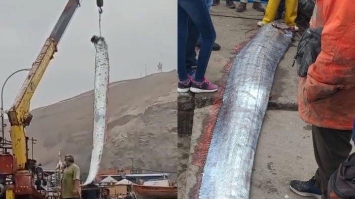 Pescadores de Arica capturan a un pez remo, conocido por el presagio de supuestos de terremotos y tsunamis
