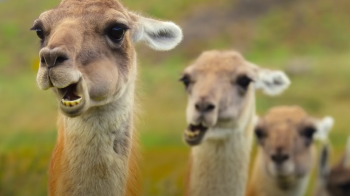 Destacando la Patagonia: Capítulo sobre Chile en documental de Barack Obama fue nominado a los Emmy
