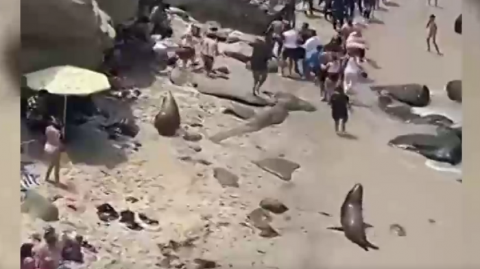 Los corretearon por varios metros: Lobos marinos ahuyentan a decenas de turistas en playa de San Diego