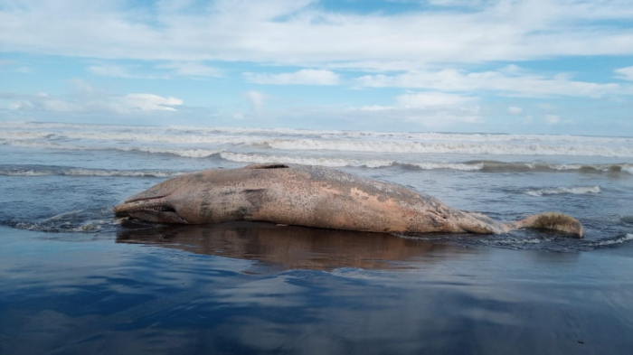 Se encuentran dos ballenas fallecidas en menos de una semana: ¿Acción humana o razones biológicas?