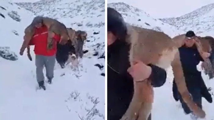 Denuncian a grupo de hombres por caza ilegal de pumas en Argentina tras viralización de videos