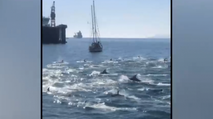 Avistamiento de delfines sorprendió a turistas en bahía de Valparaíso