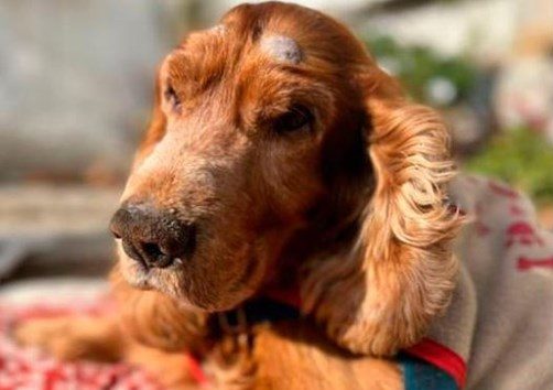 Abandonaron a un perro ciego: Su dueña lo arrojó hacia una casa y dejó solo una nota