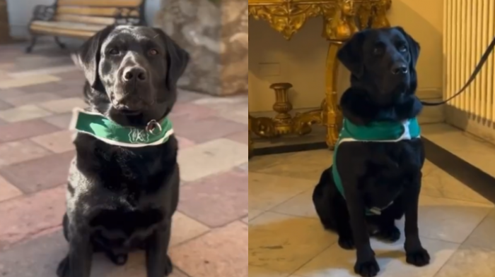 Evil y Elek, los perros hermanos detectores de explosivos de La Moneda