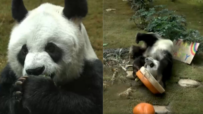 Sacrificaron a An An, el panda más viejo del que se tiene registro: Dejó de comer y le costaba moverse