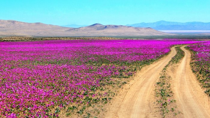Inminente regreso del Desierto Florido en la región de Atacama tras las abundantes lluvias