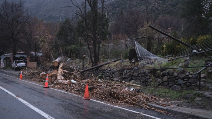 Trabajador de 64 años falleció aplastado por un árbol en la provincia de Arauco