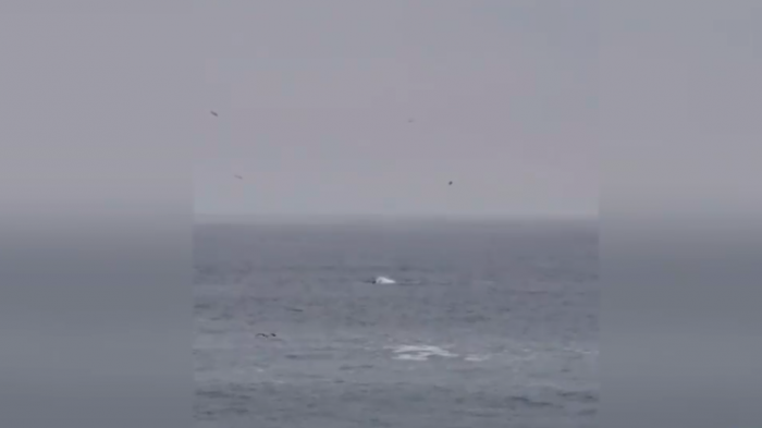 Registran inesperado avistamiento de orcas en Reñaca: 