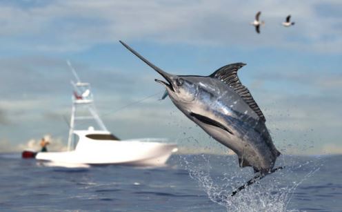Insólito y peligroso: Pez espada saltó del agua, atacó a una mujer y le atravesó la ingle en EE.UU.