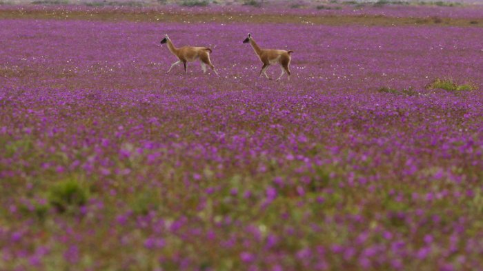 ¿Cuándo se concretará? Pronto florecerá el desierto más árido del mundo