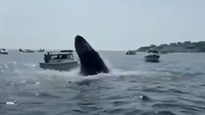 El susto de sus vidas: El impresionante registro de ballena que saltó sobre yate en EE.UU.