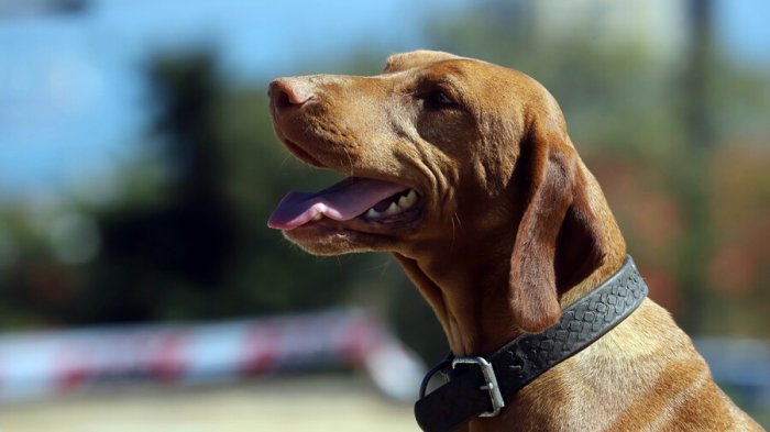 Senadores proponen incluir permiso laboral por muerte de mascotas en el Código del Trabajo