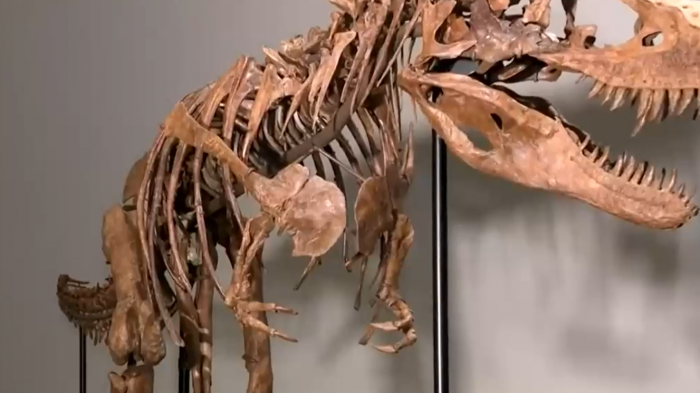 Por seis millones de dólares: Subasta de un fósil de dinosaurio desata la polémica