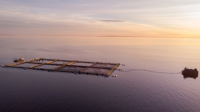 Denuncian operación de concesiones salmoneras al interior de Parques Nacionales