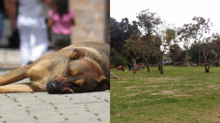 Denuncian la quema de dos perros al interior de un parque en La Serena