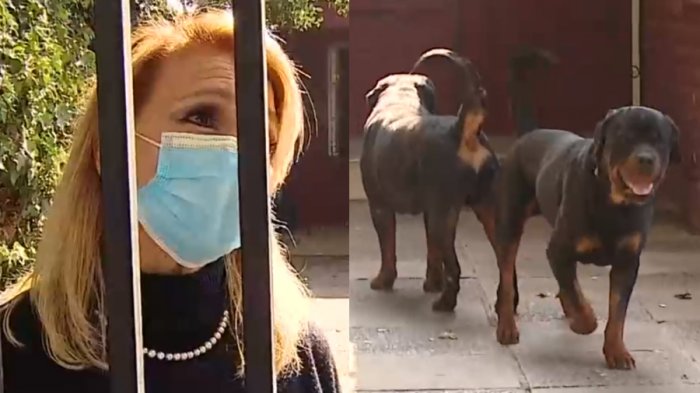 Habla dueña de perros rottweiler que atacaron a niña en La Reina: 