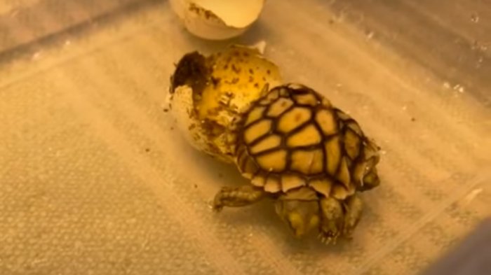 Nace tortuga con dos cabezas, seis patas y dos colas en Países Bajos