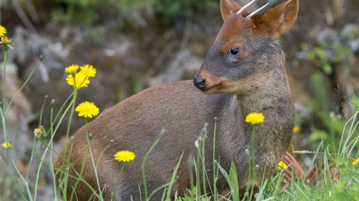Denuncian muerte de pudú tras presunta golpiza de mujer en la comuna de Dalcahue