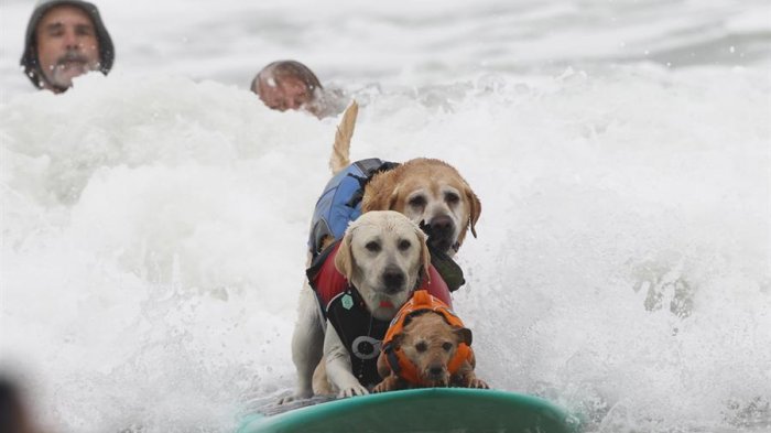 En 4 patas: Perritos sorprenden con su destreza en el Campeonato Mundial de Surf Canino