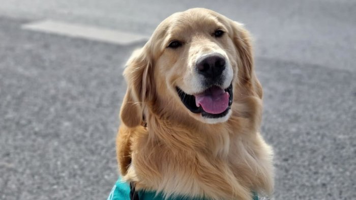 Hombre golpeó a perro que detectó droga al interior de su bolso: Fue detenido por violar la Ley Cholito