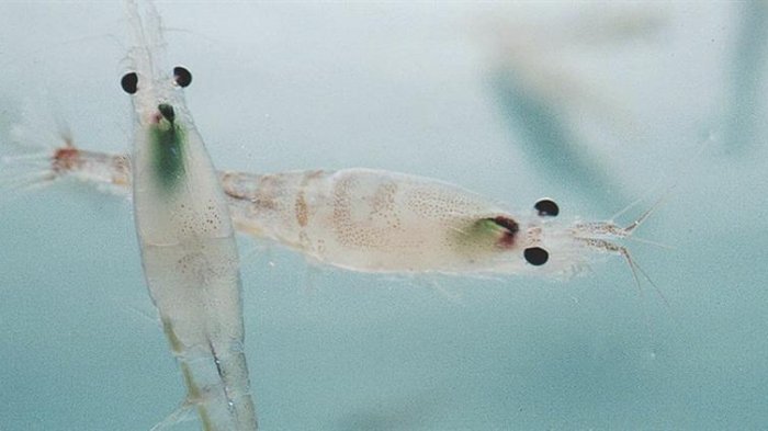 La diminuta especie que sostiene a la fauna de la Península Antártica que está en peligro