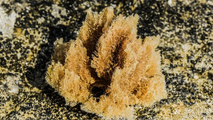 Científicos descubren que las esponjas también 