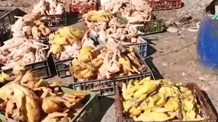 Sin protocolos sanitarios ni permisos: Desbaratan gran red de venta ilegal de pollos