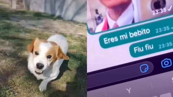 Este es Pancho, el perro que se hizo famoso por su reacción furiosa al escuchar 