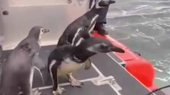 Devuelven a tres pingüinos a su hábitat tras ser rescatados malheridos en las playas de Hualpén y Arauco