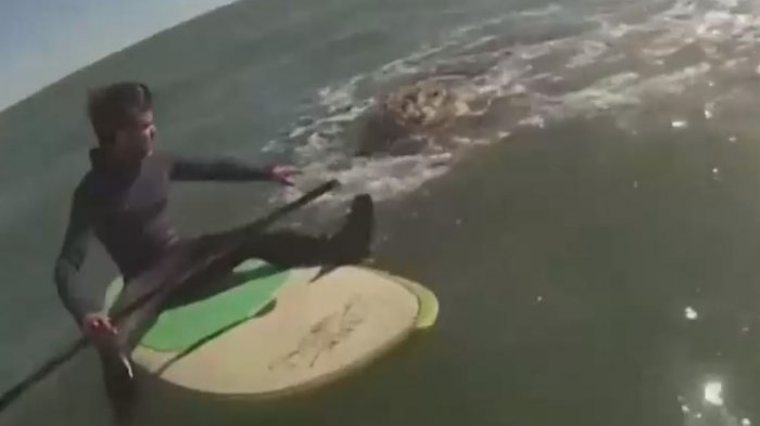 Inusual encuentro: Jóvenes nadaron junto a una docena de ballenas por casi una hora