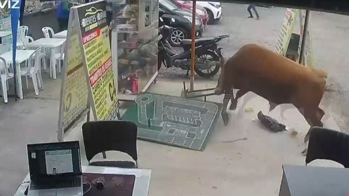 Registran a toro suelto en plena vía pública que causó pánico en Perú: Hirió a dos personas