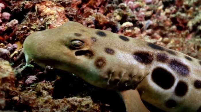 Descubren especie de tiburón que es capaz de caminar y sobrevive sin oxígeno durante horas