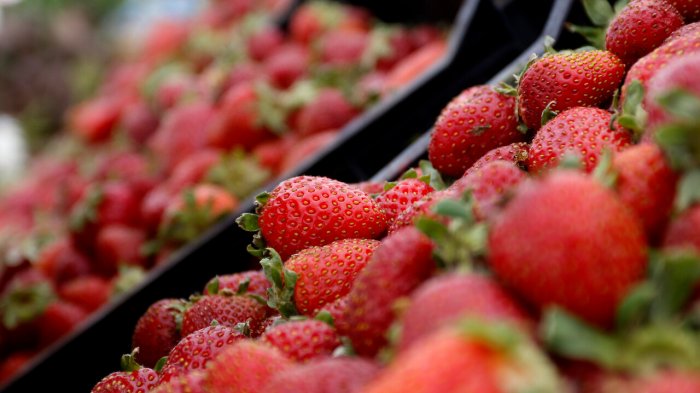 Emergencia agrícola por plaga en plantaciones de frutilla: Cómo se propaga y cuáles son sus efectos