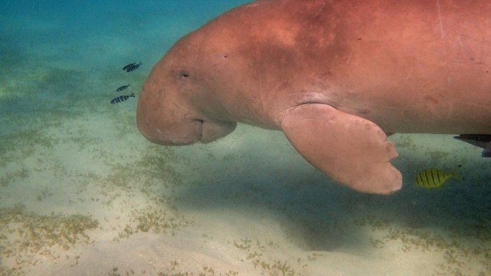 Golpe al planeta: Aseguran que el dugongo estaría prácticamente extinto en China