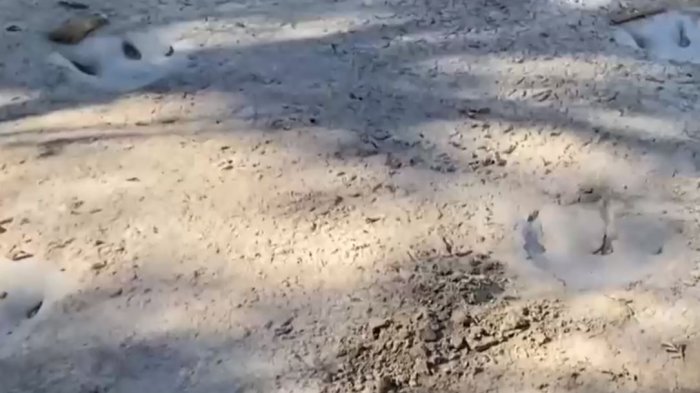 Impresionante hallazgo: Sequía deja al descubierto huellas de dinosaurio