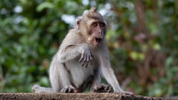 Descubren que monos machos usarían piedras como 