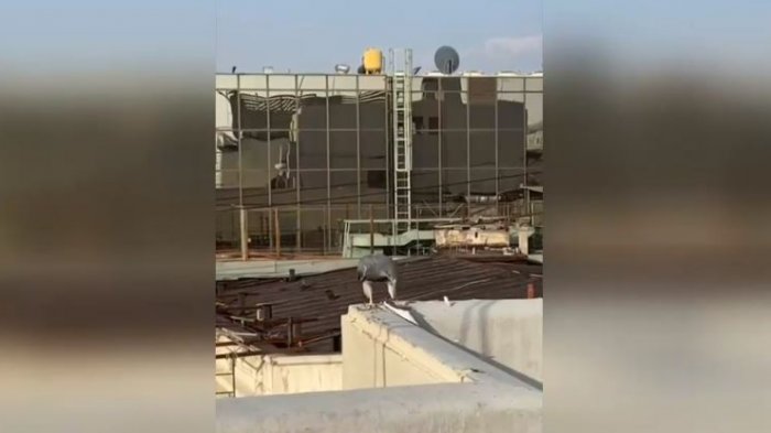 Registran imágenes de águilas volando en el centro de Santiago