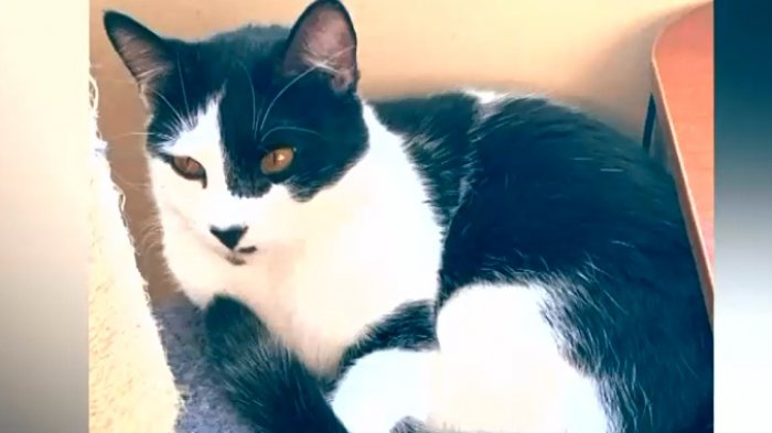 Horas de angustia e incertidumbre: Familia denuncia que aerolínea perdió a su gato en vuelo