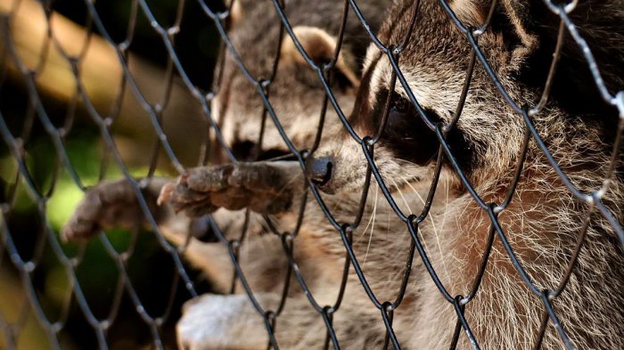 Padre e hija se grabaron quemando a un mapache vivo: Video fue viralizado
