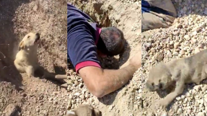 Dramático rescate de perrita sepultada hasta el cuello con sus cachorros en Turquía