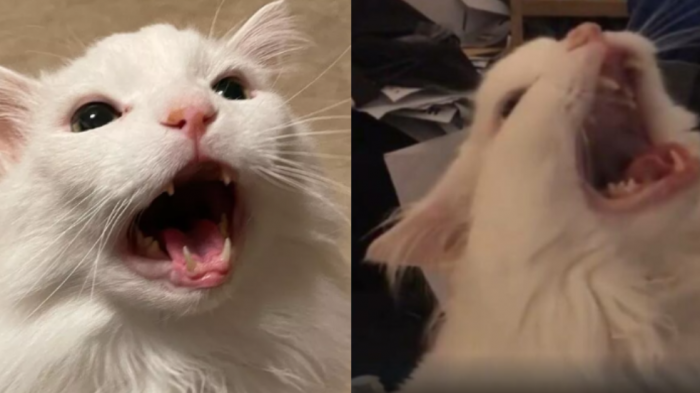 Las redes sociales están de luto: Muere Thurston Waffles, el gato que protagonizó conocido meme