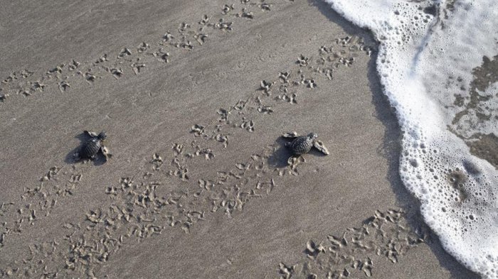 Eran especies en peligro de extinción: Incautan casi una tonelada de carne de tortugas marinas en Colombia