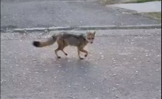 Vecinos graban a solitario zorro en las calles de La Reina: ¿Qué hacer en estos casos?