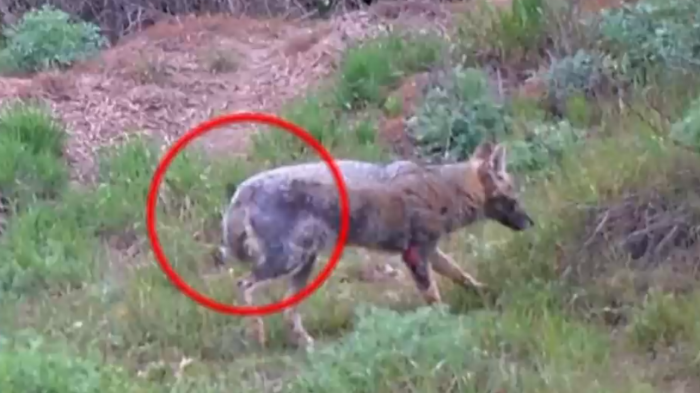 Presencia de perros y gatos en hábitat de fauna nativa ponen en peligro a los animales en Chile