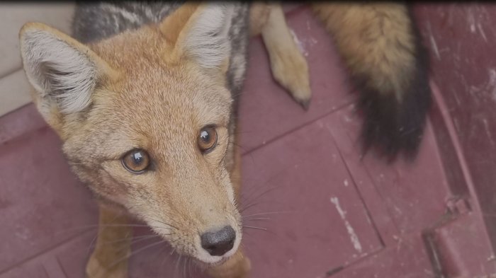 Zorro que deambulaba por La Reina fue capturado y luego liberado en su hábitat