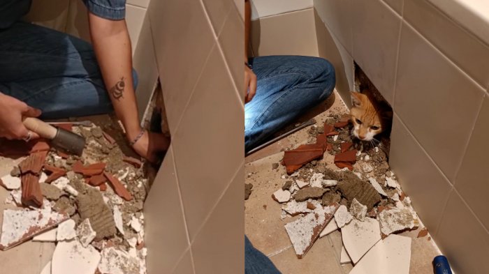 Lo sacó a martillazo limpio: Joven española se viraliza tras contar cómo su gato terminó encerrado al interior de su bañera
