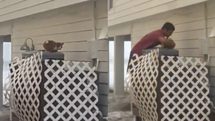 Héroe sin capa y con short: Viralizan a joven rescatando a gatito asustado en medio de huracán Ian