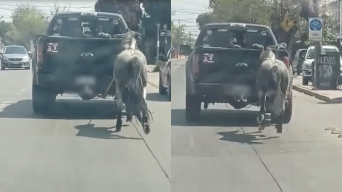 Grave caso de maltrato animal en Renca: Caballo circulaba amarrado a camioneta que portaba patente adulterada