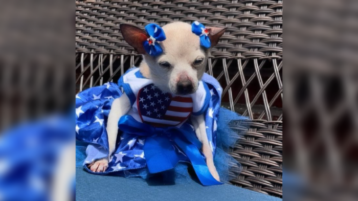 Tenía el récord Guinness: A los 22 años falleció Pebbles, la perrita más longeva del mundo